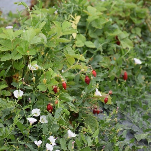 La nostra terra è uno scrigno di biodiversità e qualità che va tutelata e valorizzata /foto gallery